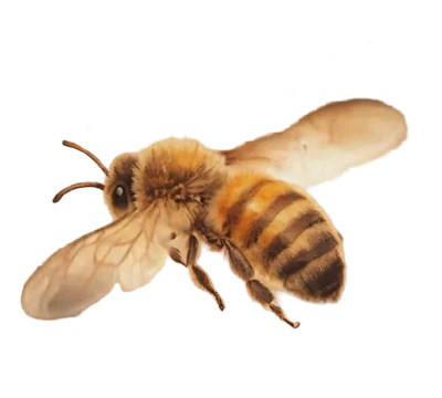 L'abeille au fil, une image de la vidéo à fond transparent : une abeille en vol vue de trois quarts, ailes ouvertes.