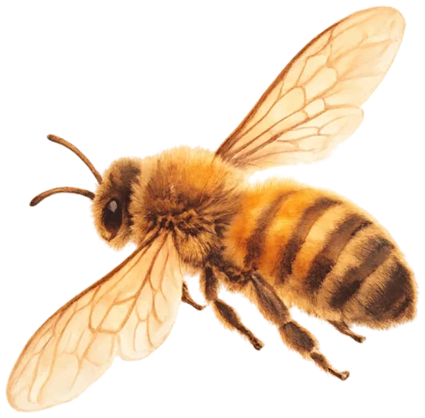L'abeille retenue, mise en mouvement