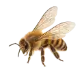 L'abeille retenue parmi les six